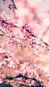 Are you looking for cherry blossoms iphone wallpaper? Cherry Blossom Iphone Wallpapers Top Free Cherry Blossom Iphone Backgrounds Wallpaperaccess