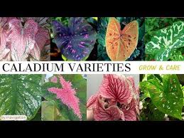 Caladium Plant Varieties Names Plus Grow And Care Tips Heart Of Jesus Gabi Gabi Angel S Wings Youtube Caladium Plant Varieties Caladium Caladium Plant
