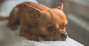Esperanza De Vida En Anos De Un Chihuahua