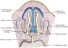 We have smaller venous plexuses in our nasal cavities that serve the same function. Vomeronasal Organ Wikipedia