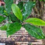 Image result for Tabernaemontana pachysiphon