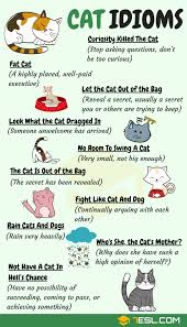 Cat Idioms 30 Useful Cat Idioms Sayings In English 7esl