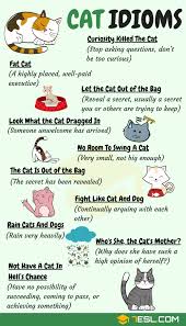 An expression that is used when someone is quiet and isn't talking or responding when you expect them to. Cat Idioms 30 Useful Cat Idioms Sayings In English 7esl