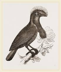 In the middle of the previous outline, draw a tiny circle for the eye and fill it in. Umbrella Bird Drawing By Litz Collection