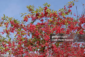 Image result for Celastraceae