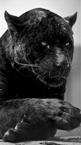 Hd wallpapers black jaguar high quality and definition full hd wallpaper for desktop pc android and iphone for free download. Best Jaguar Iphone Hd Wallpapers Ilikewallpaper