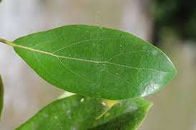 Image result for Synandrodaphne