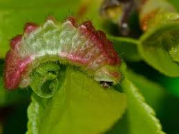 Black And Red Caterpillar Uk Black Hairstreak Caterpillar Pete Withers Butterfly Photos Butterfly Conservation Black Spot