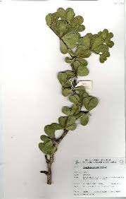 Image result for Manilkara koechlinii