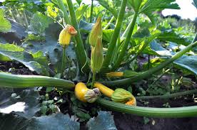 The fertilized egg grows and divides into many cells, leaving the fallopian tubes to enter the uterus. Grow Your Own Courgettes For A Delicious Crop The English Garden