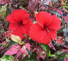 Image result for Hibiscus ludwigii