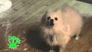 Gabe The Dog Bork Remixes Know Your Meme