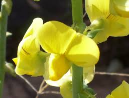 Image result for Crotalaria valida