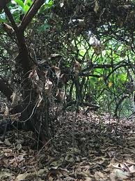 Rotten Leaves Nature Plants Leaves