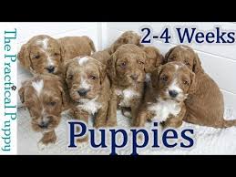 Puppy growth week by week pictures. Watching Puppy Grow From 2 To 4 Weeks Youtube
