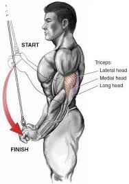 If you are missing a specific list for the caput mediale, i.e. Facebook