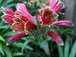 Alstroemeria Psittacina Parrot Lily Is A Tuberous Perennial With Lush Green Foliage Up To 2 Feet 60 Cm Tall From Lat Alstroemeria Planting Flowers Plants