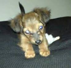 However, not all chiweenies have long floppy ears. Chiweenie Dog Breed Pictures