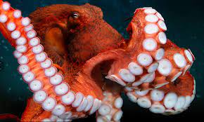 Staceythinx Images From The Giant Pacific Octopus Exhibit At The National Aquarium Red Octopus Octopus Giant Pacific Octopus