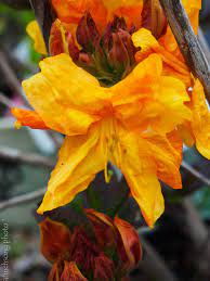 Klondike Deciduous Azalea Smells So Sweet Azaleas Plants Rhododendron