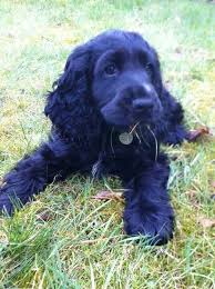 Black Cocker Spaniel Dogs Spaniel Breeds Black Cocker Spaniel