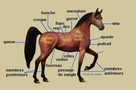 Galop 1 De Cavalier Anatomie Du Cheval Hippologie Anatomie Du Cheval Galop 1 Galop