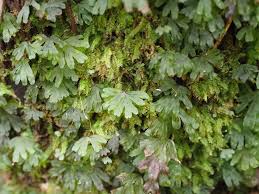 Image result for Hymenophyllum splendidum