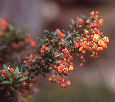 Image result for Heteromorpha stenophylla