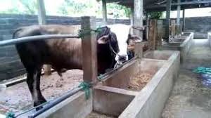 Ternak sapi limosin bisa digunakan untuk mewujudkan hajat atau keinginan yang cukup besar. 24 Desain Konstruksi Kandang Sapi Sederhana Pilihan Ndik Home