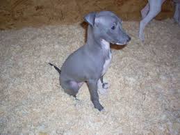 Black And White Italian Greyhound Puppy Italian Greyhound For Sale Ads Free Classifieds Italian Greyhound Puppies Greyhound Puppy Italian Greyhound
