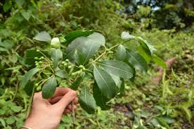 Image result for Rauvolfia vomitoria