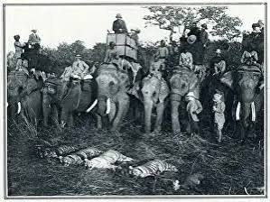 Framed Print of King George V Hunting Tiger Print 1911. Framed Print from Mary Evans