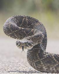 Western Diamondback Rattlesnake Rattlesnake Beautiful Snakes Animals