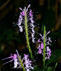 Image result for Brachystephanus holstii