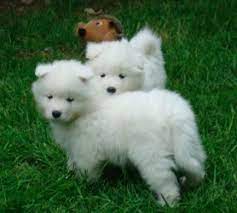 Good Breeder Buckroe Samoyeds Samoyed Puppy Samoyed Puppies