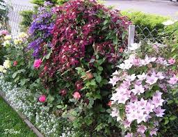 Here is a look at some create ways to landscape the area along your vinyl fence. Smart Idea Chain Link Fence Landscaping Ideas