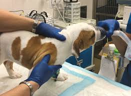 Cannulas are inexpensive, come in varying sizes, and don't require sedation. Providing Supplemental Oxygen To Patients Today S Veterinary Practice