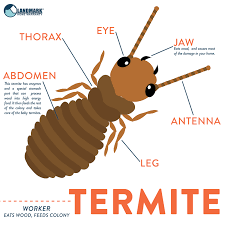 Winged termites, worker termites, and soldier termites. All About Termites And How To Get Rid Of An Infestation
