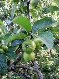 Maybe you would like to learn more about one of these? Apples Three Fruits Fresh Green Apple Tree Apple Ripening Sokerimiron Fruit Plant Part Pxfuel