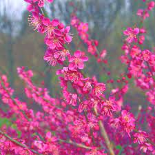 The little ornamental, which grows to 20 feet, begins blooming in early january—even late december in mild climates—during the darkest days of winter. Buy Japanese Apricot Prunus Mume Beni Chidori 44 99 Delivery By Crocus