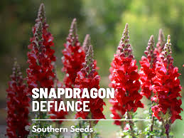 Image result for Antirrhinum