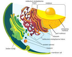 Maybe you would like to learn more about one of these? Sel Hewan Gambar Bagian Fungsi Dan Strukturnya Lengkap