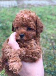 Toy Poodel Toy Poodel Kopek Kopekseverler Kopeksahiplendirme Kopekyavrusu Evcilhayvan Evcilhayvanurunleri Satilikkopekle Poodle Evcil Hayvanlar Kopek