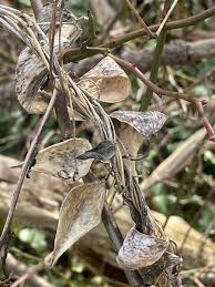 Image result for Vincetoxicum afrum