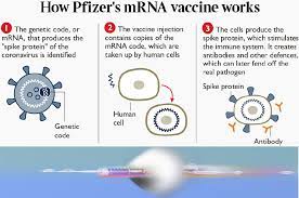 منذ أكثر من عشرين عام جاءت فكرة إستخدام تقنية mrna في لقاح يحفز خلايا الجهاز المناعي لمقاومة الأمراض وخصوصا مرض السرطان ، وأعتبرت منذ ذلك الوقت. Ù„Ù‚Ø§Ø­ ÙØ§ÙŠØ²Ø± Ø·ÙˆØ±Ù‡ Ø·Ø¨ÙŠØ¨ Ù…Ù† Ù…Ù†Ø·Ù‚Ø© Ø³ÙˆØ±ÙŠØ© Ø§Ø­ØªÙ„ØªÙ‡Ø§ ØªØ±ÙƒÙŠØ§
