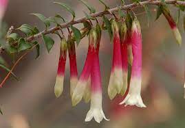 Australian Wildflowers Epacris Longiflora Koolewong Ridge 9 Australian Wildflowers Australian Flowers Flower Essences