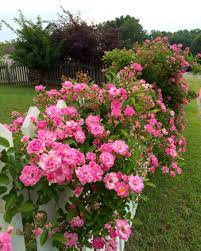 Peggy Martin Rose Beautiful Pink Flowers Rose Pictures Garden And Yard