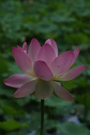 Croton plant in gardner hall by ali eminov. Bringing A Taste Of Tropical Asia To A Cold Climate Garden Finegardening