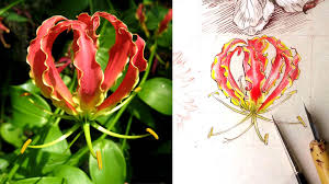 Image result for Gloriosa superba