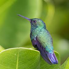 Image result for Cyanotis sp. aff. C. lapidosa